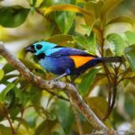 Çağan Şekercioğlu Instagram – The spectacular seven-colored #tanager (#Tangara fastuosa), endemic to the disappearing Atlantic rainforest in and around #Pernambuco state, is globally threatened with #extinction (#vulnerable).

Sadece Brezilya’nın Pernambuco eyaleti ve çevresinde bulunan yedi renkli tangaranın soyu tükenme tehlikesindedir.

#natgeointhefield #conservation #biodiversity #travel #animals #wildlife #Neotropics  @cagansekercioglu @uofu_science @natgeo @natgeointhefield @natgeoimagecollection @natgeomagazineturkiye @natgeotvturkiye @universityofutah #birds #nature #wildlife #biology #IUCN #RedList Murici