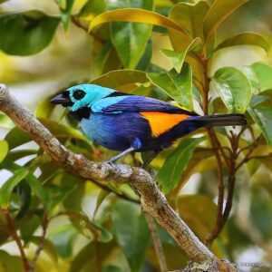 Çağan Şekercioğlu Instagram - The spectacular seven-colored #tanager (#Tangara fastuosa), endemic to the disappearing Atlantic rainforest in and around #Pernambuco state, is globally threatened with #extinction (#vulnerable).

Sadece Brezilya'nın Pernambuco eyaleti ve çevresinde bulunan yedi renkli tangaranın soyu tükenme tehlikesindedir.

#natgeointhefield #conservation #biodiversity #travel #animals #wildlife #Neotropics  @cagansekercioglu @uofu_science @natgeo @natgeointhefield @natgeoimagecollection @natgeomagazineturkiye @natgeotvturkiye @universityofutah #birds #nature #wildlife #biology #IUCN #RedList