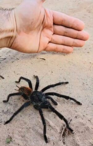 Çağan Şekercioğlu Instagram - Bu sabah kuzeydoğu Brezilya'ya endemik kuşları ararken Lasiodora cinsinden bu muhteşem kuş yiyen tarantulayı buldum. 

While looking for northeastern Brazil's endangered endemic birds this morning, I found this spectacular Lasiodora bird-eating tarantula. Anyone know the species?