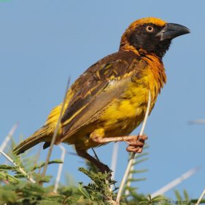 Çağan Şekercioğlu Instagram - Endemic to #Uganda, near threatened Fox's weaver (#Ploceus spekeoides) lives in a handful moist savanna, seasonally flooded grassland, and swamps. It is near threatened with #extinction due to habitat loss.

Sadece Uganda'da yaşayan (endemik) Fox dokumacısının (#Ploceus spekeoides) soyu, bulunduğu nemli savana ve mevsimsel olarak sel basan otlak ve sulak alanların yok edilmesinden dolayı tehlikeye girmenin eşiğindedir.

#natgeointhefield #conservation #biodiversity #travel #animals #wildlife #Africa @cagansekercioglu @uofu_science @natgeo @natgeointhefield @natgeoimagecollection @natgeomagazineturkiye @natgeotvturkiye @universityofutah #birds #nature #wildlife #biology #IUCN #RedList