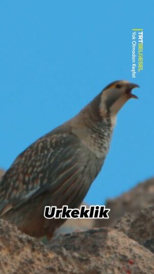 Çağan Şekercioğlu Instagram - In our first episode of the new season of Türkiye's only wildlife documentary series, we will be looking for the elusive Caspian Snowcock on 3500 m peaks in the Taurus Mountains of Central Türkiye. Tonight at 8 PM on @trtbelgesel. 

Watch it live here: https://www.tabii.com/watch/live/trtbelgesel?trackId=150012

Reposted from @trtbelgesel

Türkiye'nin tek yaban hayatı belgesel serisi “Yok Olmadan Keşfet”in 39. bölümü, bugün 24 Aralık Pazar 20.00’de TRT Belgesel’de:
https://www.tabii.com/watch/live/trtbelgesel?trackId=150012

Prof. Dr. Çağan Şekercioğlu, Aladağlar Milli Parkı’nın muhteşem canlılarından biri olan ve sadece bu dağların yüksek kesimlerinde yaşayan urkekliği görüntülemek amacıyla zorlu bir yolculuğa çıkıyor. 🐦