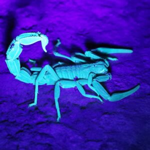 Çağan Şekercioğlu Instagram - Akrepler, geceleyin ultraviole ışığı altında mavi-yeşil parlarlar. Bunun, akreplerin geceleyin az olan ışığı daha iyi algılamasını sağladığı düşünülmektedir. Latincesi "kalın kuyruklu adam öldüren" demek olan Androctonus crassicauda akrebini Prof. Dr. Ayşegül Karataş ile Şanlıurfa Harran'da görüntüledik. Bu ve diğer akrepleri tanımak için bu Pazar 21:00'de @TRTBelgesel'de "Yok Olmadan Keşfet" belgeselimizin 37. bölümünü kaçırmayın.

I photographed this Androctonus crassicauda, the Arabian fat-tailed scorpion, in Harran, Şanlıurfa, Turkey. Its scientific name means "the fat-tailed mankiller" and is found in North Africa and the Middle East. Scorpions glow under ultraviolet light. This fluorescence might help scorpions used their whole bodies as light-detection devices. https://www.nytimes.com/2017/12/04/science/scorpions-fluorescence-ultraviolet.html

#natgeointhefield #conservation #biodiversity #travel #animals #wildlife #Turkey @cagansekercioglu @uofu_science @natgeo @natgeointhefield @natgeoimagecollection @natgeomagazineturkiye @natgeotvturkiye @universityofutah 
#yokolmadankeşfet #trtbelgesel #belgesel