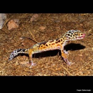 Çağan Şekercioğlu Instagram - A Western Leopard #Gecko (#Eublepharis angramainyu) in #Viranşehir, #Şanlıurfa, #Türkiye

Ülkemizde ilk kez 2002'de Prof. Dr. Bayram Göçmen tarafından #Şanlıurfa'da keşfedilmiş nefes kesici güzellikteki leopar (pars) kelerini (#Eublepharis angramainyu) yarın 21'de TRT Belgesel'deki Yok Olmadan Keşfet belgeselimizde seyredebilirsiniz.