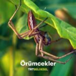 Çağan Şekercioğlu Instagram - You can watch the new episode of our Turkey #wildlife #documentary, expertly filmed by @e2medyapim and directed by Emre Akgül, at 9PM tonight at the link below. New episodes are every Sunday at 9PM Istanbul time. Dünya üzerindeki tüm örümceklerin yılda 400-800 milyon ton böcek ve omurgasız canlı tükettiğini biliyor musunuz? 🕷️👀 Prof. Dr. Çağan Şekercioğlu ve başarılı yönetmen Cihan Çekiç ile birlikte küçük canlıların izini süreceğimiz yeni bölümüyle “Yok Olmadan Keşfet”, 7 Kasım Pazar 21.00'de TRT Belgesel’de. 📺 Reposted from @trtbelgesel #yokolmadankeşfet #trtbelgesel #belgesel Istanbul, Turkey