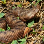 Çağan Şekercioğlu Instagram - You can watch this near threatened Transcaucasian sand (nose-horned) #viper (#Vipera ammodytes transcaucasiana) on the new season of our #Turkey #wildlife documentary series, expertly filmed by @e2medyapim and directed by Emre Akgül, tonight at 9 PM Istanbul time on the link below. We thank the herpetologists Prof. Dr. Mehmet Zülfü Yıldız of Adıyaman University and Assistant Prof. Dr. Bahadır Akman of Iğdır University for their help. Emre Akgül'ün yönetmenliğinde @e2medyapim tarafından çekilen "Yok Olmadan Keşfet" belgesel serimizin yeni sezonunda yer alan, Avrupa’da en çok zehirlenme vakası üreten yılan türlerinden biri olan ve Adıyaman Üniversitesi'nden Prof. Mehmet Zülfü Yıldız ile Iğdır Üniversitesi'nden Dr. Öğretim Üyesi Bahadır Akman'ın yardımıyla görüntülediğimiz bu burunlu engereği (Vipera ammodytes transcaucasiana) bu gece 21:00'de @trtbelgesel'de seyredebilirsiniz: https://www.trtizle.com/canli/tv/trt-belgesel #natgeointhefield #conservation #biodiversity #travel #animals #wildlife #Turkey #Caucasus @cagansekercioglu @uofu_science @natgeo @natgeointhefield @natgeoimagecollection @natgeomagazineturkiye @natgeotvturkiye @universityofutah #snakes #nature #wildlife #biology #IUCN #RedList Ardahan Posof