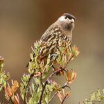 Çağan Şekercioğlu Instagram - Sadece batı Peru'nun ortasındaki And Dağları'nda, deniz seviyesinden 3250-4250 metre yükseklikteki Polylepis korularında bulunan ender ak yanaklı kotinganın soyu yaşam alanlarının yok edilmesinden dolayı tehlikededir. IUCN kırmızı listesinde Hassas kategorisindedir. Endemic to the #Andes in west-central #Peru, at altitudes 3,250-4,250 m.a.s.l. in #Polylepis #woodlands, white-cheeked #cotinga (#Zaratornis stresemanni) is #threatened with #extinction by habitat destruction and is #Vulnerable on the #IUCN #RedList. #natgeointhefield #conservation #biodiversity #travel #animals #wildlife #Peru #Neotropics @cagansekercioglu @uofu_science @natgeo @natgeointhefield @natgeoimagecollection @natgeomagazineturkiye @natgeotvturkiye @universityofutah #birds #nature #wildlife #biology Huanza, Lima, Peru