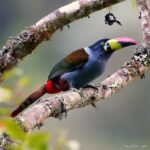 Çağan Şekercioğlu Instagram - Gray-breasted mountain toucan (#Andigena hypoglauca) is found in humid highland #forest in the Andes of southern #Colombia, #Ecuador and #Peru. It is Near Threatened with #extinction due to habitat loss. Gri göğüslü dağ tukaneti, Peru, Ekvador ve güney Kolombiya'daki And Dağları yağmur ormanlarında yaşar. Yaşadığı ormanlar yok edildiği için soyu tükenme tehlikesine girmek üzeredir. #natgeointhefield #conservation #biodiversity #travel #animals #wildlife #Peru #Neotropics @cagansekercioglu @uofu_science @natgeo @natgeointhefield @natgeoimagecollection @natgeomagazineturkiye @natgeotvturkiye @universityofutah #birds #nature #wildlife #biology #IUCN #RedList #NearThreatened Leymebamba, Amazonas, Peru