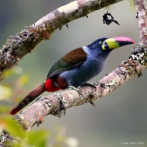 Çağan Şekercioğlu Instagram - Gray-breasted mountain toucan (#Andigena hypoglauca) is found in humid highland #forest in the Andes of southern #Colombia, #Ecuador and #Peru. It is Near Threatened with #extinction due to habitat loss.

Gri göğüslü dağ tukaneti, Peru, Ekvador ve güney Kolombiya'daki And Dağları yağmur ormanlarında yaşar. Yaşadığı ormanlar yok edildiği için soyu tükenme tehlikesine girmek üzeredir.

#natgeointhefield #conservation #biodiversity #travel #animals #wildlife #Peru #Neotropics @cagansekercioglu @uofu_science @natgeo @natgeointhefield @natgeoimagecollection @natgeomagazineturkiye @natgeotvturkiye @universityofutah #birds #nature #wildlife #biology #IUCN #RedList  #NearThreatened