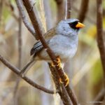 Çağan Şekercioğlu Instagram - Only found in the dry scrub of Marañón River valley of northern #Peru, Gray-winged #Inca-finch (#Incaspiza ortizi) is one of the 5 members of the genus Incaspiza #endemic to #Peru. Kuzey Peru'nun #Marañón Nehri vadisinde 1800-2300 m arasındaki kurak çalılıklara endemik (özgün) olan Gri Kanatlı İnka İspinozu (#Incaspiza ortizi) sadece Peru'da bulunan bir kuş cinsi olan Incaspiza'nın 5 türünden biridir. #natgeointhefield #conservation #biodiversity #travel #animals #wildlife #Peru #Neotropics @cagansekercioglu @uofu_science @natgeo @natgeointhefield @natgeoimagecollection @natgeomagazineturkiye @natgeotvturkiye @universityofutah #birds #nature #wildlife #biology Balsas Celendin