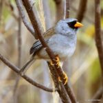 Çağan Şekercioğlu Instagram – Only found in the dry scrub of Marañón River valley of northern #Peru, Gray-winged #Inca-finch (#Incaspiza ortizi) is one of the 5 members of the genus Incaspiza #endemic to #Peru.

Kuzey Peru’nun #Marañón Nehri vadisinde 1800-2300 m arasındaki kurak çalılıklara endemik (özgün) olan Gri Kanatlı İnka İspinozu (#Incaspiza ortizi) sadece Peru’da bulunan bir kuş cinsi olan Incaspiza’nın 5 türünden biridir.

#natgeointhefield #conservation #biodiversity #travel #animals #wildlife #Peru #Neotropics @cagansekercioglu @uofu_science @natgeo @natgeointhefield @natgeoimagecollection @natgeomagazineturkiye @natgeotvturkiye @universityofutah #birds #nature #wildlife #biology Balsas Celendin