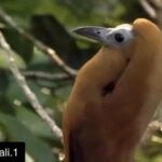 Özkan Uğur Instagram - #Repost @shanali.1 with @get_repost ・・・. Oğlumun kuşla muhabbeti... ⠀ Calfbird tropik bir kuş ve çok acaip ses çıkarıyor. ⠀ #beats #beatmaker #sampling #hiphop #birdsofinstagram #davidattenborough #who #even #reads #these #hashtags