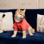 César Doroteo Instagram – ¡SORPRESA! ¡Bienvenido Toshirō Mifune! Iniciamos el 2024 recibiendo a un nuevo cachorrito en la familia, estamos seguro que nos llenará el corazón de mucho amor, así como nosotros le amaremos incondicionalmente por siempre. Estamos muy contentos y muy felices, esta casa se llenará de más bellas historias que contar con el nuevo bebé. Por fin podremos ser Los 4 Fantásticos para Halloween. 🤣 🐕🩷

Gracias @kvvcorona por estas fotos maravillosas. 🧞‍♀️ Mexico City, Mexico