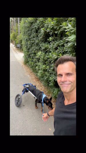 Cameron Mathison Instagram - As a cancer survivor it’s so hard to see others receive that dreaded diagnosis🙏🏼
Red was diagnosed with a Multiple Myeloma type Cancer diagnosis a few months ago😢. It’s inside his spine, and caused paralysis in his back legs.
The prognosis isn’t good, but with the help of @2h4pfoundation (thank you @larissawohl ) we are doing our best to keep his quality of life the best we can for the time he has left.
Love you Red… you’ve been so good to us for 11 years and we are doing our best to show you how grateful we are❤️
#dogsofinstagram 
#cancersucks 
#bestfriends