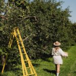 Camille D. Sperandio Instagram – La personne qui t’a envoyé ce REEL veut aller cueillir des pommes avec toi! 🍎 C’est une de mes activités préférées à faire entre amis ou en famille. Je suis allée au Verger Gibouleau à Laval @saveurs_laval x @villedelavalqc pour profiter du beau temps et des récoltes. Saveurs de Laval permet de découvrir une variété de produits frais tout en offrant plusieurs activités sur les fermes lavalloises, comme l’autocueillette de produits de saison! Maintenant, c’est le temps de cuisiner ma fameuse croustade aux pommes! #mangeonslocal #terroirdelaval #alimentlocal #Lavalqc #monlaval #lavalourien