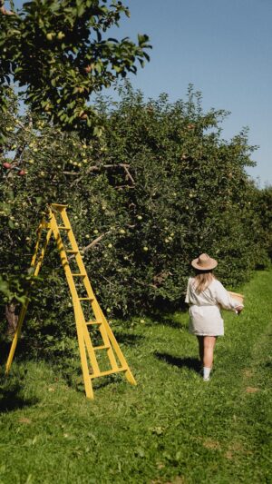 Camille D. Sperandio Instagram - La personne qui t’a envoyé ce REEL veut aller cueillir des pommes avec toi! 🍎 C’est une de mes activités préférées à faire entre amis ou en famille. Je suis allée au Verger Gibouleau à Laval @saveurs_laval x @villedelavalqc pour profiter du beau temps et des récoltes. Saveurs de Laval permet de découvrir une variété de produits frais tout en offrant plusieurs activités sur les fermes lavalloises, comme l’autocueillette de produits de saison! Maintenant, c’est le temps de cuisiner ma fameuse croustade aux pommes! #mangeonslocal #terroirdelaval #alimentlocal #Lavalqc #monlaval #lavalourien