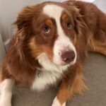 Camille D. Sperandio Instagram - POV : you’re a dog mom ou Bruce dump 💕 Quel Bruce es-tu aujourd’hui ?