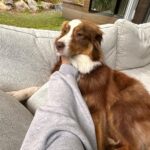 Camille D. Sperandio Instagram - POV : you’re a dog mom ou Bruce dump 💕 Quel Bruce es-tu aujourd’hui ?