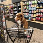 Camille D. Sperandio Instagram - POV : you’re a dog mom ou Bruce dump 💕 Quel Bruce es-tu aujourd’hui ?