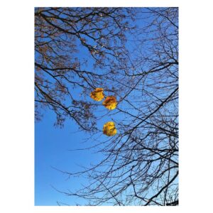 Cara Theobold Instagram - Hanging on in there 🍂💙