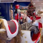 Carola Häggkvist Instagram - Nu tar jag Rudolph the reindeer & rider ner mot västkusten kära vänner med musiker, barnsångare, 1 ballerina, en huskör - Örebro gospel och en änglakör på dryga 800! Vilken ’ride’ vi kommer att få.. Konsert imorgon - The One & only Christmas consert for me! Gospel jul med Carola & Co. Lite nervös får man vara när det närmar sig … hoppas att vi ses. Kram Carola Bilj. Ticketmaster.se Konsert kl 20.00 ca 2 timmar. ♥️♥️♥️🎶🎂🥁🥁🏆🎄🎄🎄 #carolagospeljul #scandinaviumarena #newporthome #nk #nordiskakompaniet #charlieking #zoehäggkvist @jubel.artistagency @newporthome @scandinaviumarena @mr_charlieking @nordiskakompaniet @grandhotelsaltsjobaden Sweden