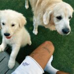 Caroline Receveur Instagram - My boys! 🥹 Welcome home Yashutuyashu 🐶🦴🥷🤍