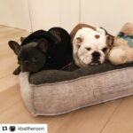 Casey Patterson Instagram - Lola missing her sweetheart this weekend @kballhenson We love you @tarajiphenson @kelvinhayden come back soon x 🐶🥂