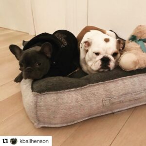 Casey Patterson Instagram - Lola missing her sweetheart this weekend @kballhenson We love you @tarajiphenson @kelvinhayden come back soon x 🐶🥂
