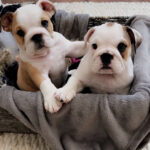 Casey Patterson Instagram - 🐶🇬🇧 #lipsyncbattle British invasion night. Long story short... we adopted them ALL 😬😍 Lola and Paul 🐶🐶 Our backstage babies #lipsyncbattle puppy love 💕 @chrissyteigen @johnlegend @brandonmichealhall #family ties.#englishbulldog