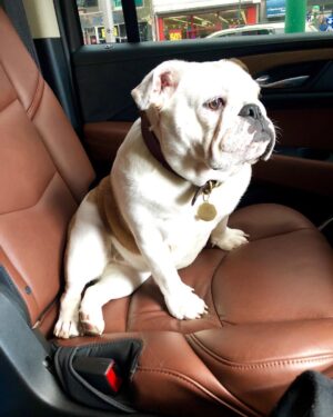 Casey Patterson Instagram - On the road again with this stunner. She always takes me along when she makes TV Shows. Those legs 🐶