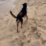 Catarina Jacob Instagram - O ladraozinho de roupa e gargalhadas …. ❤️🐕 Santa Maria, Cape Verde