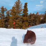 Celso Portiolli Instagram - Um URSO na pista. 😱 Eu não tenho medo.