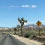 Chandni Parekh Instagram - ✨ yep. Joshua Tree was magical ❤️ Joshua Tree, California