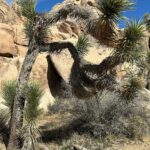 Chandni Parekh Instagram - ✨ yep. Joshua Tree was magical ❤️ Joshua Tree, California