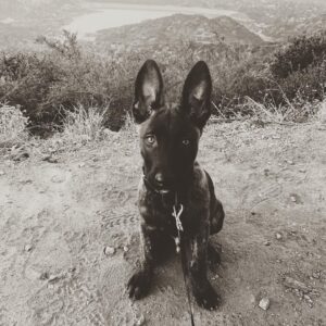 Channing Tatum Instagram - This is the newest member of the Tatum tribe. Meet “Rook” or “Rooklin” 12 week old Dutch Shepard! He’s gonna be a goon. After i lost my LuLu i didn’t know when or if I’d be open to having another dog. But he sought me out and we met eyes and then some imprinting type shit happened. Haha I just hope i can handle the little hood rat. Haha that’s also his nickname when he’s being a little shit “hoodie” cause boi is he little savage sometimes. @goldcoastk9 @dogthefilm he gonna be a hard hitter.