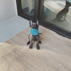Channing Tatum Instagram - This is the newest member of the Tatum tribe. Meet “Rook” or “Rooklin” 12 week old Dutch Shepard! He’s gonna be a goon. After i lost my LuLu i didn’t know when or if I’d be open to having another dog. But he sought me out and we met eyes and then some imprinting type shit happened. Haha I just hope i can handle the little hood rat. Haha that’s also his nickname when he’s being a little shit “hoodie” cause boi is he little savage sometimes. @goldcoastk9 @dogthefilm he gonna be a hard hitter.