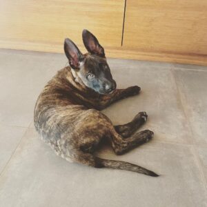 Channing Tatum Instagram - This is the newest member of the Tatum tribe. Meet “Rook” or “Rooklin” 12 week old Dutch Shepard! He’s gonna be a goon. After i lost my LuLu i didn’t know when or if I’d be open to having another dog. But he sought me out and we met eyes and then some imprinting type shit happened. Haha I just hope i can handle the little hood rat. Haha that’s also his nickname when he’s being a little shit “hoodie” cause boi is he little savage sometimes. @goldcoastk9 @dogthefilm he gonna be a hard hitter.