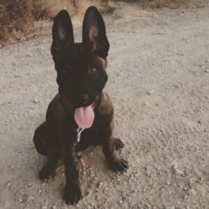 Channing Tatum Instagram - This is the newest member of the Tatum tribe. Meet “Rook” or “Rooklin” 12 week old Dutch Shepard! He’s gonna be a goon. After i lost my LuLu i didn’t know when or if I’d be open to having another dog. But he sought me out and we met eyes and then some imprinting type shit happened. Haha I just hope i can handle the little hood rat. Haha that’s also his nickname when he’s being a little shit “hoodie” cause boi is he little savage sometimes. @goldcoastk9 @dogthefilm he gonna be a hard hitter.