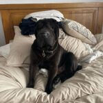 Chantelle Cameron Instagram - 💔 My bestfriend 💔 10 years i got to love you & have the best memories RIP my big baby . You was the best family dog anyone could ever ask for and gave us all so many special memories and was loved by everyone for being such a big friendly lump. Northampton, Northamptonshire