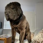 Chantelle Cameron Instagram - 💔 My bestfriend 💔 10 years i got to love you & have the best memories RIP my big baby . You was the best family dog anyone could ever ask for and gave us all so many special memories and was loved by everyone for being such a big friendly lump. Northampton, Northamptonshire