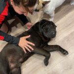 Chantelle Cameron Instagram - 💔 My bestfriend 💔 10 years i got to love you & have the best memories RIP my big baby . You was the best family dog anyone could ever ask for and gave us all so many special memories and was loved by everyone for being such a big friendly lump. Northampton, Northamptonshire