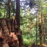 Charles Melton Instagram - It’s crazy to think this tree stump is 600 years old but still provides a home for life & a urinal.