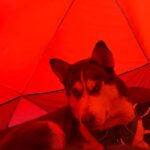 Charles Melton Instagram - sleepover with the wolf