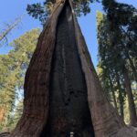 Charles Melton Instagram – 🌲 sequoia 🏕️
