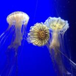 Charlie Heaton Instagram - Say hello to the Jellies!