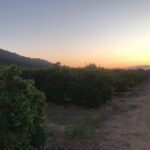 Charlie Shotwell Instagram - California orange groves. Perfect scenery after I just finished reading Grapes of Wrath. #venturacounty #Ojai
