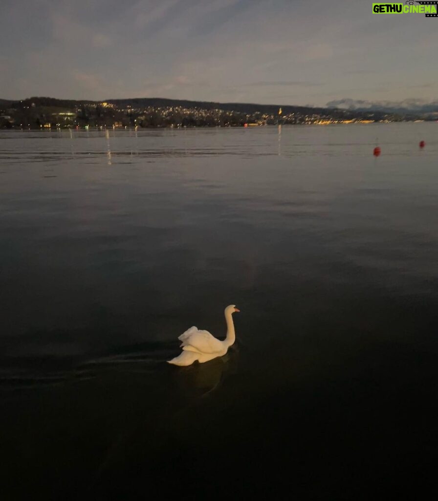 Charlize Lamb Instagram - swan swan swan