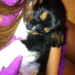 Chelsea Gilligan Instagram - My Little Duchess went to heaven yesterday. My heart aches. You left too soon little one, I wasn’t done loving you. To feel your fur one more time. To Cuddle you. Playing with you. Hearing your snores that woke me up every night. Coming home to the wiggliest of wiggles. To say I love you one more time…. Most of you knew her and got to experience her endless wet kisses, unconditional love and her big wiggly butt heart.. I love you Duchess. My little Koala Bear.. Friends, if you’ll do me a favor, below if you could write a memory you have of Duchess. DM me photos.. I’d love to hear. I appreciate you🩶🕊️ Los Angeles, California