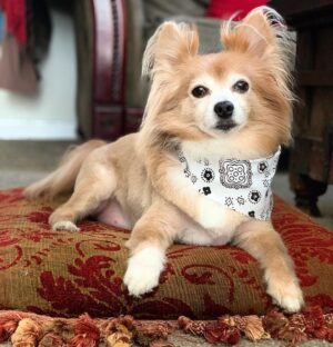 Cherie Jimenez Instagram - SIMBA 👑🦁 My greatest Love • My Soulmate • My dream come true• Mí vida • My 1st baby • The greatest loss of my life 💔 13 years.. 13 Beautiful years of loving you ✨ I am grateful that you & I were meant to walk through life together. & to think it was always written in the stars ✨ A dream come true • My heart breaks and will always break at the thought of you no longer here with us. I am so lucky to have shared 13 beautiful years adventuring this existence with. With me through the hardest and most challenging times & through the most beautiful.. Thank you for Saving me • Loving me • Protecting me • Then came your Papa & life was complete 🧩 My heart will always ache for one more cuddle • one more kiss • one more everything • You are at peace now. No longer suffering. In the everything 🌈✨ I will choose to remember you as you always were. The cutest • sweetest • feistiest bobø in all the land • Lover of Pizza & Car rides • Sundays & Huesos • Pretty girls & Papa’s Lap. I’ll be seeing you in every 🌈🐾 I Love you forever as long as I’m living my baby you’ll be