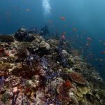Chermarn Boonyasak Instagram - The ocean is full of surprises let’s explore!! @diveteam_th #maldives #scubadiving 🪼🐠🐳🐬🐋🐡🦑🐙 Maldives, Indian Ocean