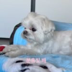 Choi Young-jae Instagram - 나도해보자 릴스! @b_ftaq #영재 #YOUNGJAE #Fluffy #강아지 #반려동물 #FluffyChallenge #CoCo #DoIt